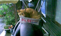 からし味噌ラーメン猫 からし味噌ラーメン猫