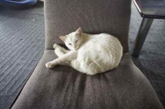 シロにゃん